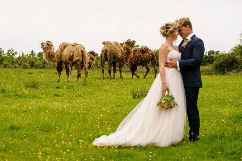 Cornish Camels wedding photographer