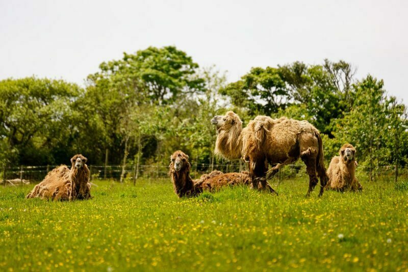 Cornish Camels Wedding Photographer 5 Cornish Camel farm
