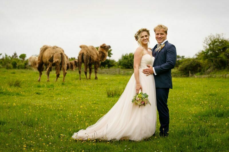 Cornish Camels Wedding Photographer 33 wedding photographs with camels