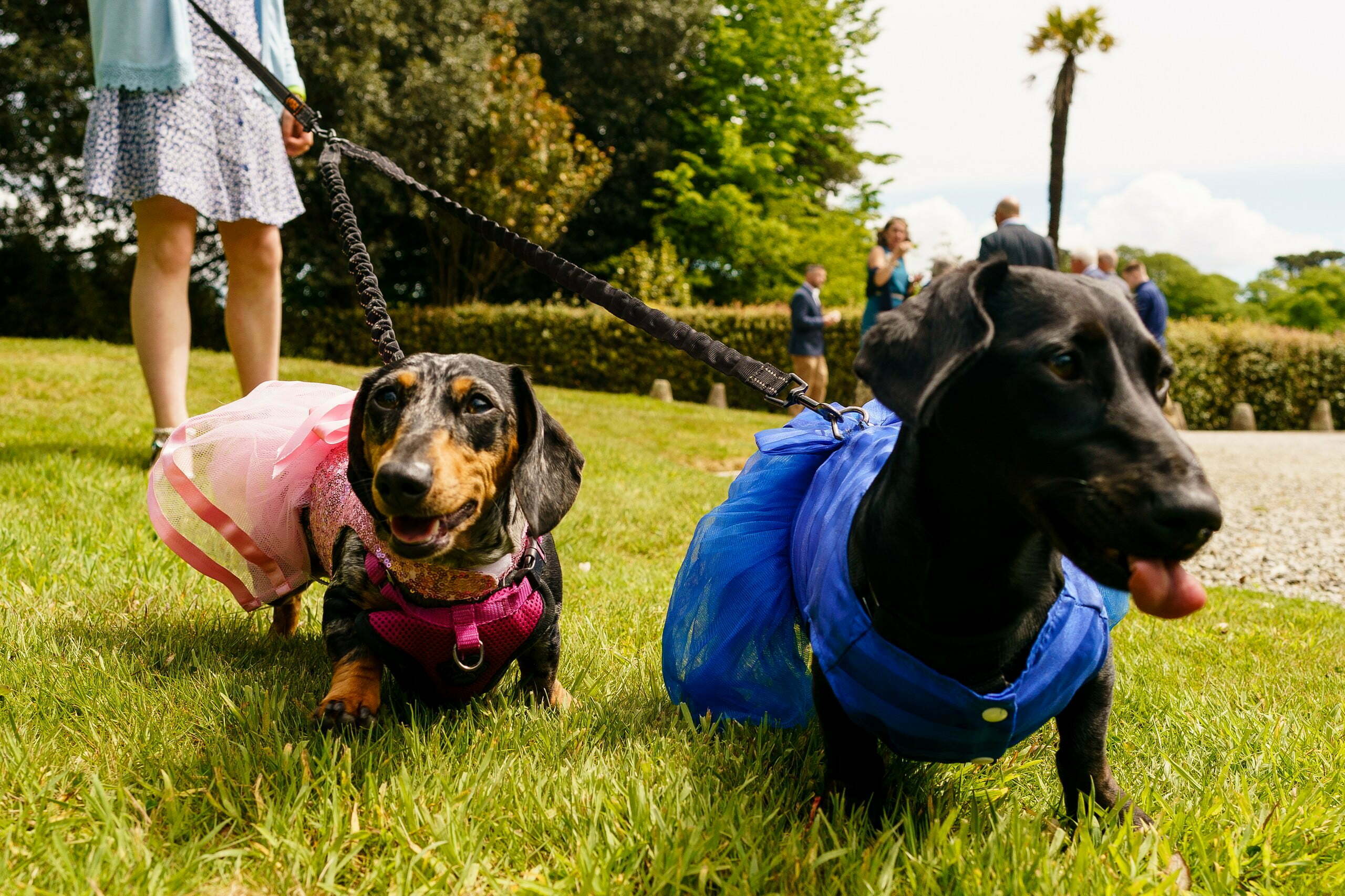 dogs at weddings in cornwall