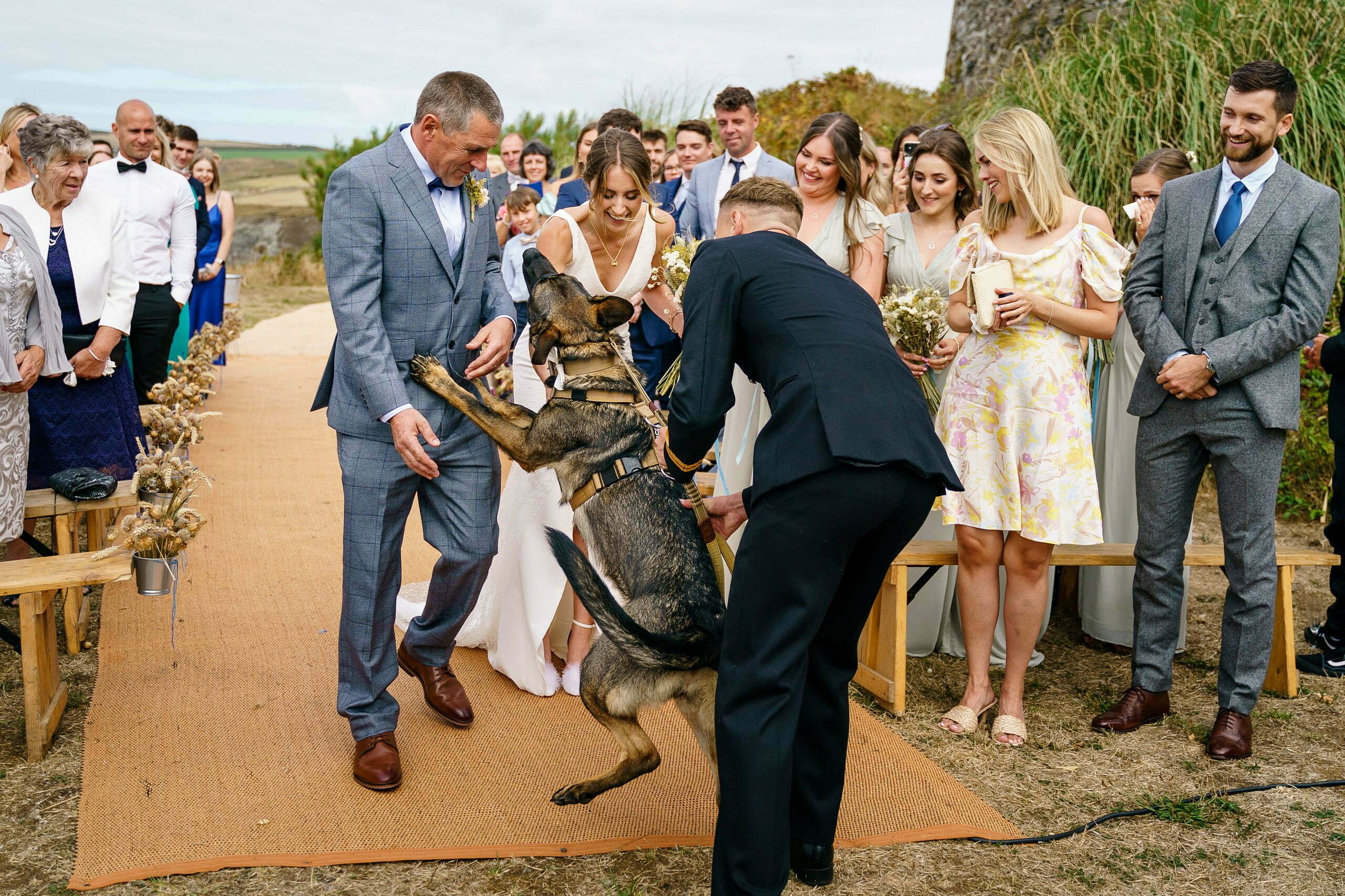crazy dogs at cornish weddings
