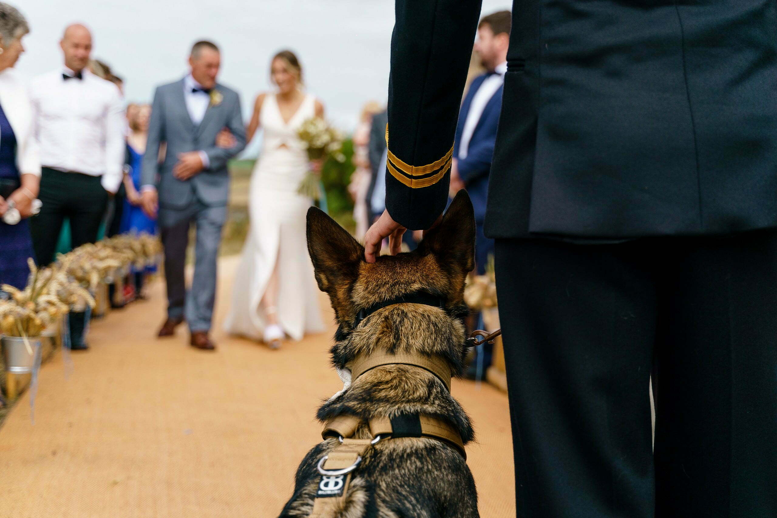 dogs at a wedding in Cornwall